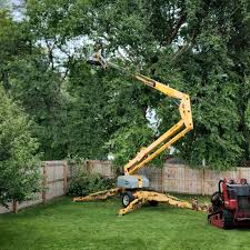 Best Lawn Disease Treatment  in Olyphant, PA