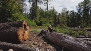 Best Tree Maintenance Programs  in Olyphant, PA