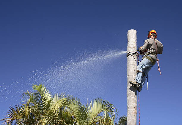Best Root Management and Removal  in Olyphant, PA