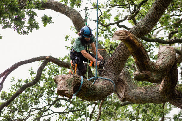  Olyphant, PA Tree Care Pros