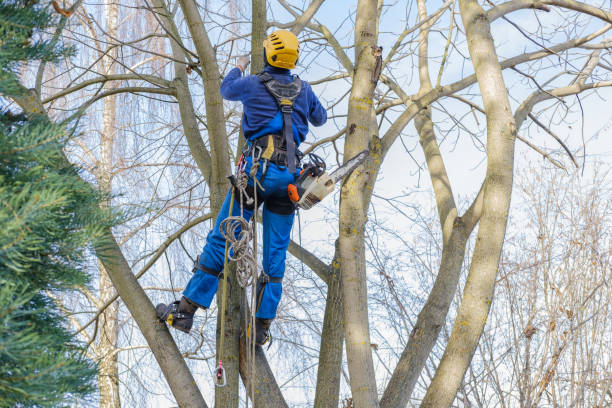 Professional Tree Care in Olyphant, PA