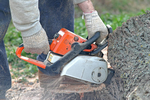 Best Storm Damage Tree Cleanup  in Olyphant, PA