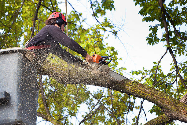 Best Weed Control  in Olyphant, PA